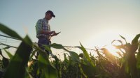 as306243372-Farmer-working-in-cornfield-with-smart-device-collecting-data-with-NestForms-offline-survey-app.jpeg